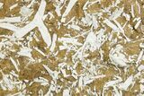 Ordovician Kukersite Oil Shale with Bryozoan Fossils - Russia #369582-1